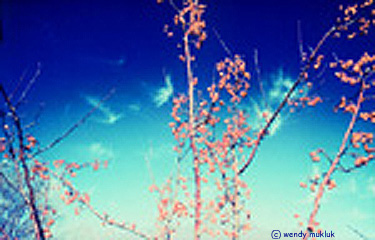 [PICTURE