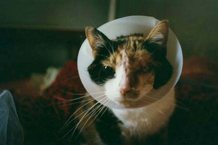 2004-02stella-cone