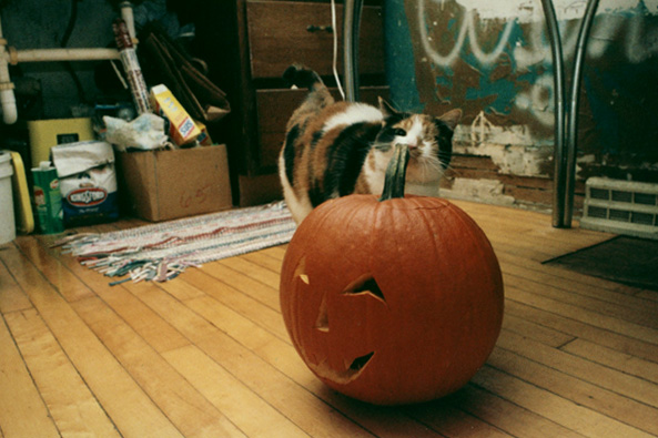 2006-05stellapumpkin