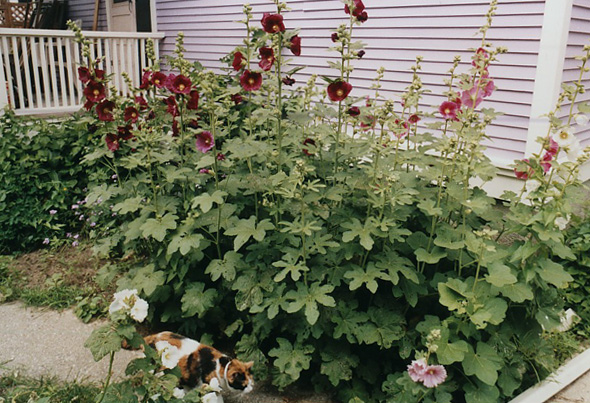 2007-06stellahollyhocks2