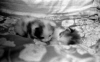 2001-01kittens-july-4