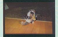 2001-07stella-chipmunk