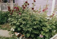 2007-06stellahollyhocks2