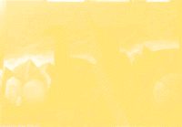 [PICTURE-yellow print]